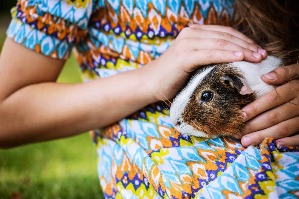 Sind Meerschweinchen Kuscheltier und anhänglich?