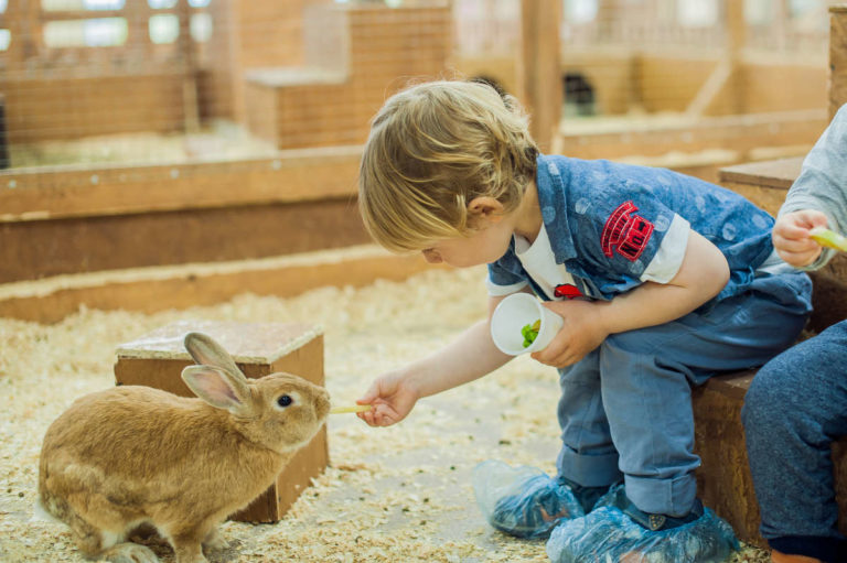 Tipps, um ein Kaninchen zu beschäftigen