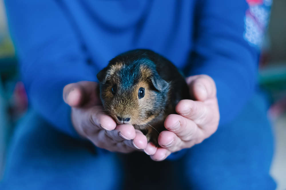 Typische Anzeichen, dass ein Meerschweinchen sitrbt - Titelbild