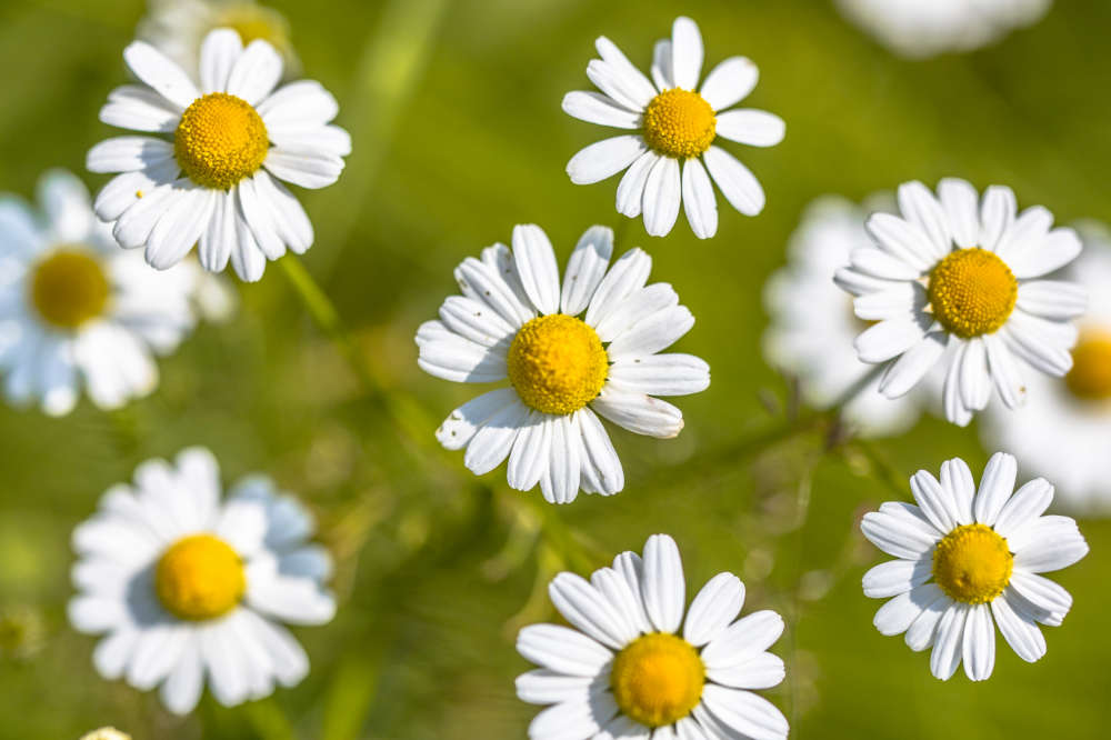 Dürfen Kaninchen Kamille fressen