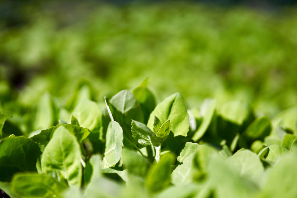 Dürfen Kaninchen Melde Atriplex fressen