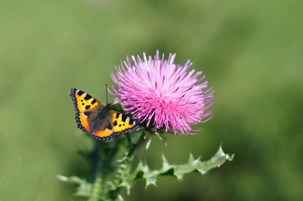 Dürfen Kaninchen Milchdistel fressen