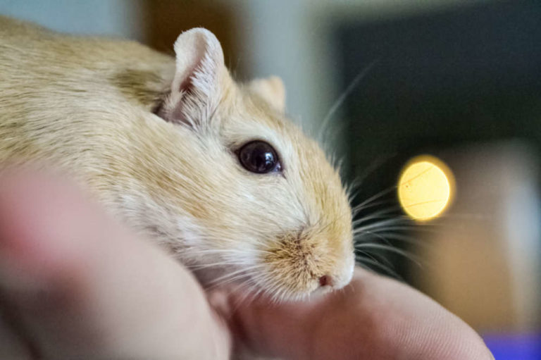 Rennmaus Bauchschmerzen Behandlung und Erkennung