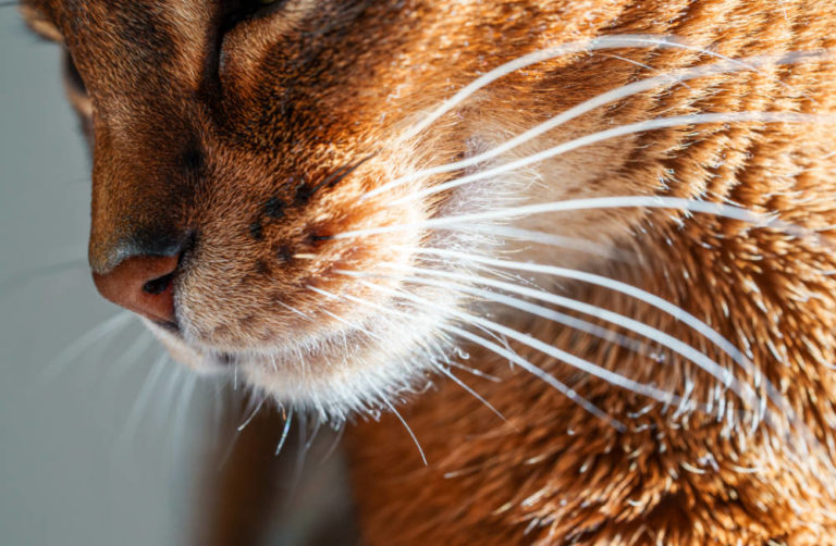 Katze Schnurrhaare brechen ab