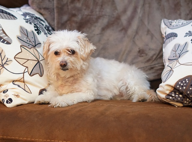 Bichón Frisé: un adorable torbellino con rizos - Tienda Animales