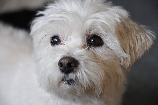 Bichón Frisé: un adorable torbellino con rizos - Tienda Animales