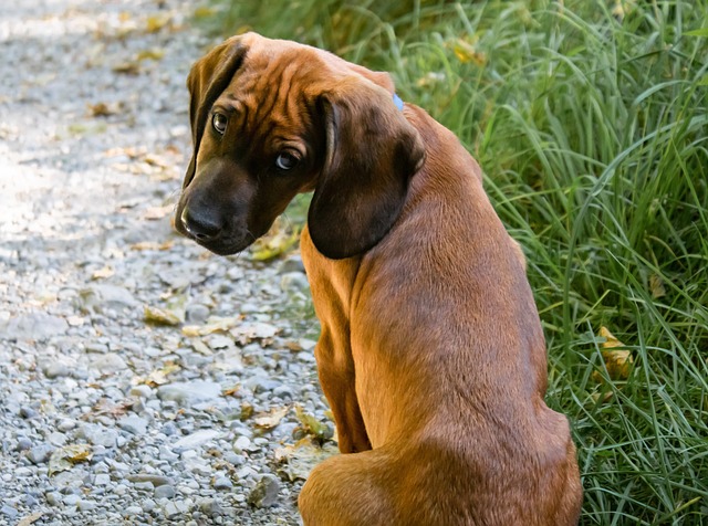 Magenschmerzen und Sodbrennen bei Hunden